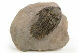 Bargain, Metacanthina Trilobite - Lghaft, Morocco #312380-1